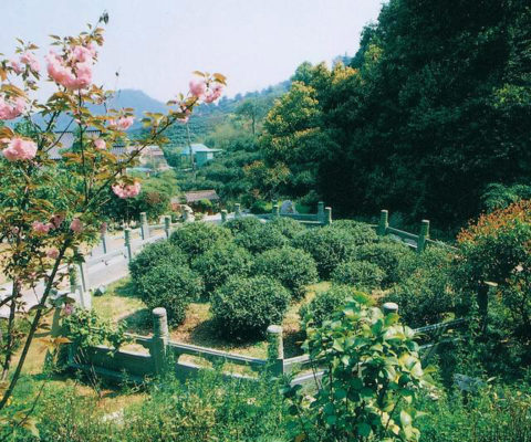 西湖胡公廟18顆茶樹