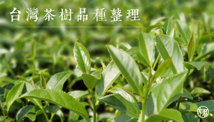 茶樹品種整理