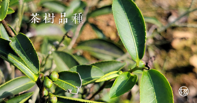 茶樹品種